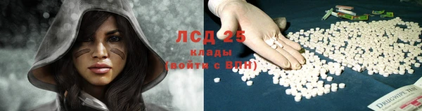 прущие грибы Абаза